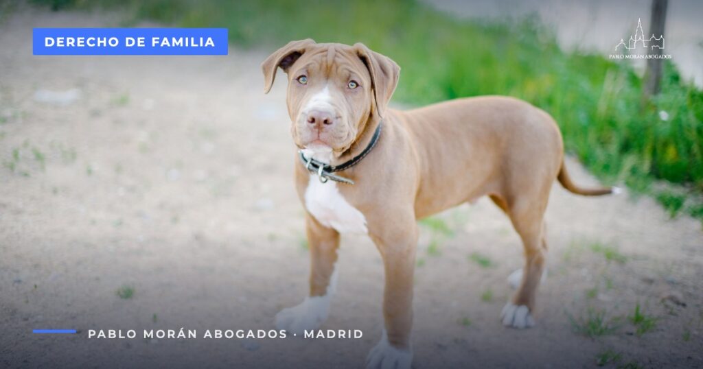 Perro con collar de pie sobre la arena: custodia de mascotas en el divorcio, abogado de familia en Madrid